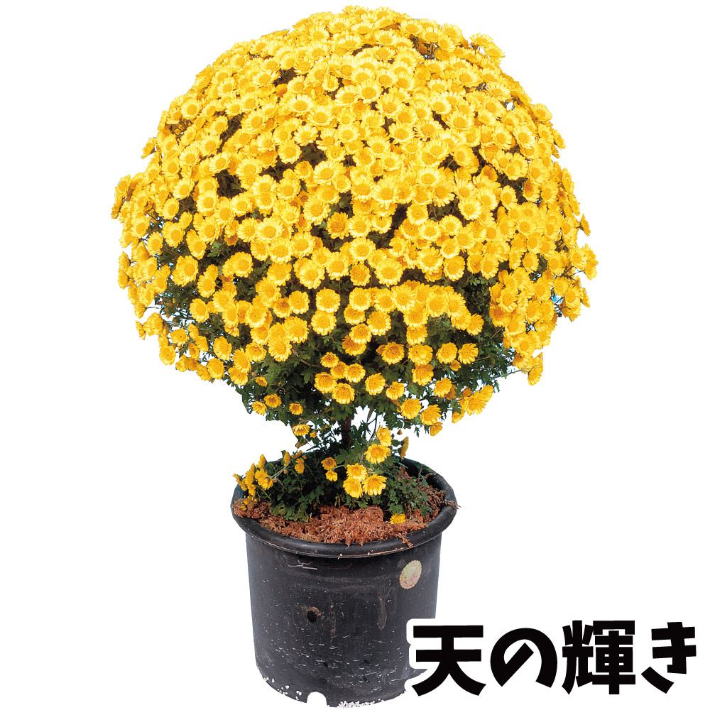 菊苗 小菊 早咲懸崖菊 天の輝き 2株 : 花と緑 国華園 - 通販 - Yahoo
