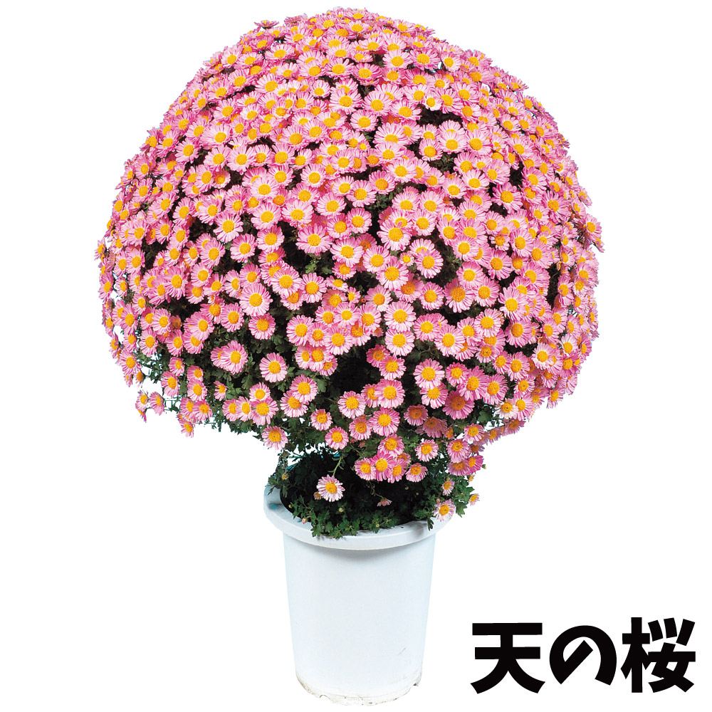 菊苗 小菊 早咲懸崖菊 天の桜 2株 : 花と緑 国華園 - 通販 - Yahoo