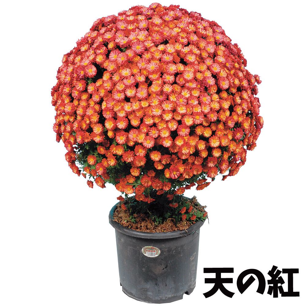 菊苗 小菊 早咲懸崖菊 天の紅 2株 : 花と緑 国華園 - 通販 - Yahoo