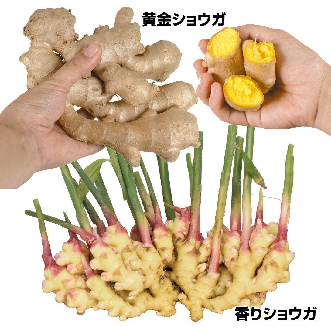 種ショウガ 美味激安ショウガセット2種20kg : 花と緑 国華園 - 通販