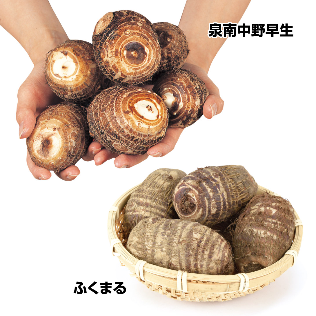 種イモ 里いも おすすめ里いもセット 2種1kg / 里芋 里イモ さといも
