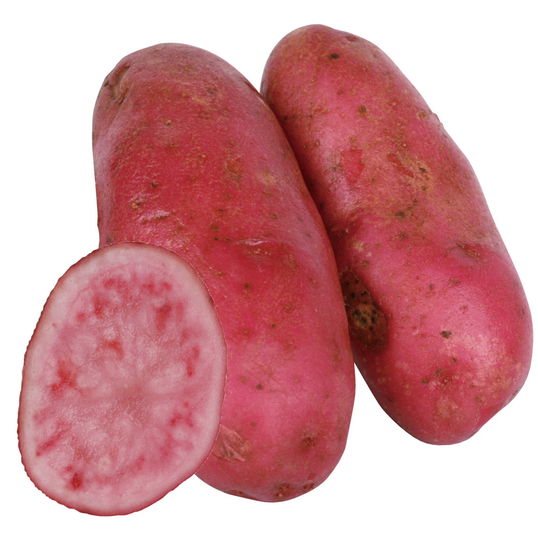 じゃがいも種芋 ノーザンルビー PVP 1kg : 花と緑 国華園 - 通販