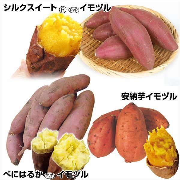 苗 さつまいも シルクスイート」の人気商品一覧 | 安い商品を 苗 さつまいも シルクスイート」の人気商品一覧 | 安い商品を