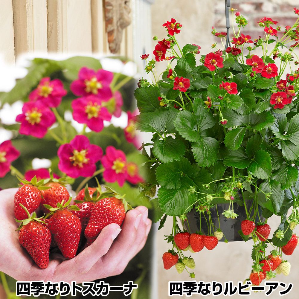いちごページ　花苗 イチゴ苗 花もキレイなイチゴセット 2種6株 : 花と緑 国華園 - 通販