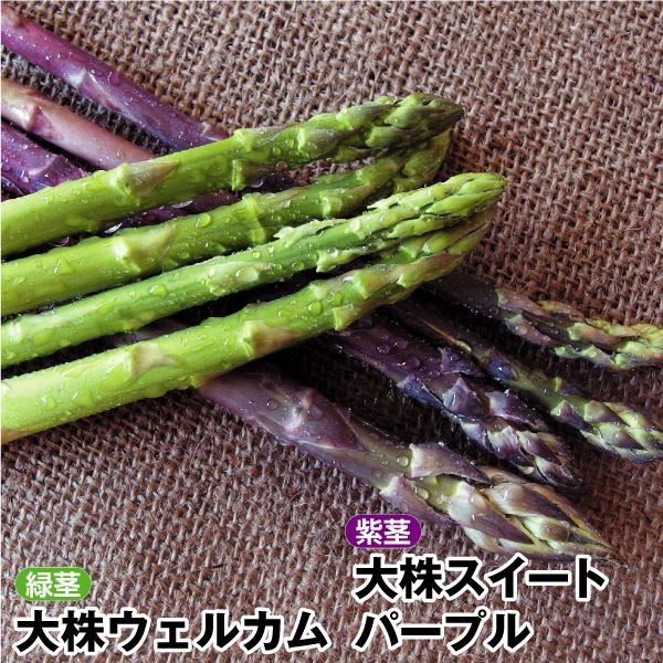 有用植物苗 アスパラガス 大株アスパラガスセット 2種8株 : 花と緑 国