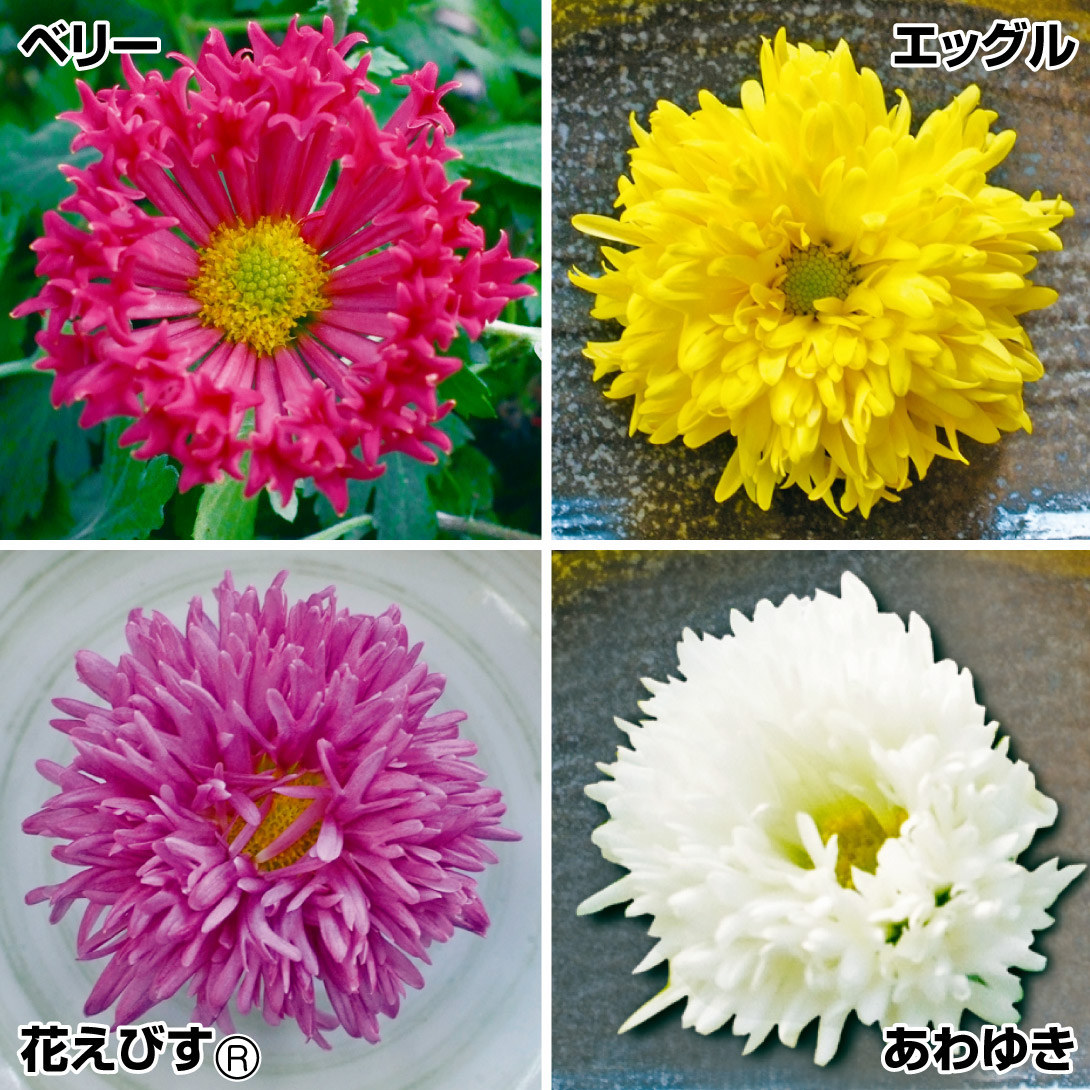 有用植物苗 食用菊 サラダマムRセット 4種4株 : 花と緑 国華園 - 通販