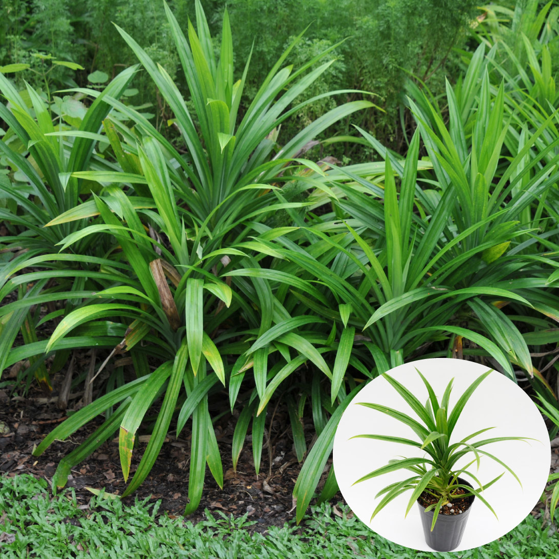 国華園 有用植物苗 パンダンリーフ(ニオイタコノキ) 1株 : 花と緑 国