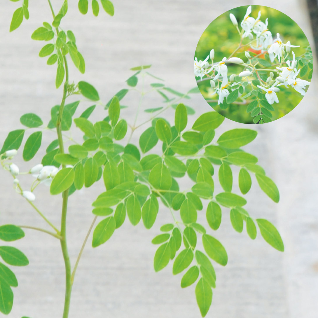 有用植物苗 モリンガ(ワサビノキ) 2株 : 花と緑 国華園 - 通販 - Yahoo
