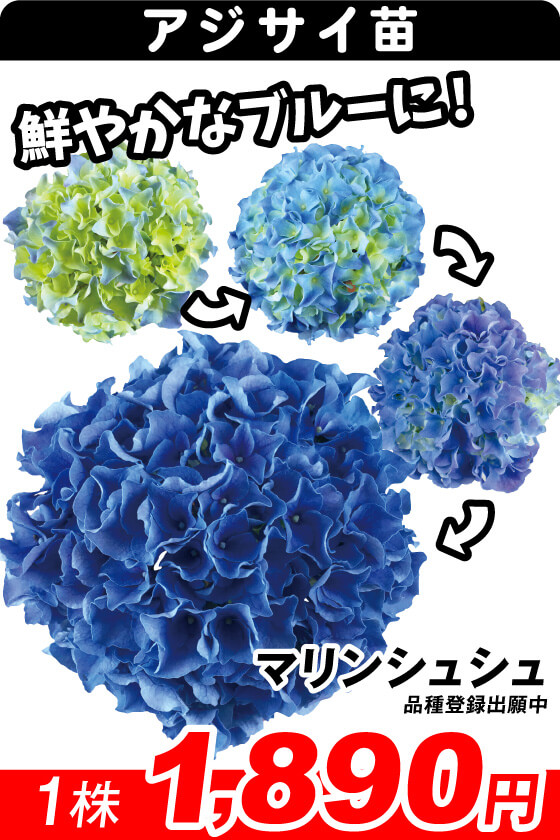 花と緑 国華園 - アジサイ｜Yahoo!ショッピング