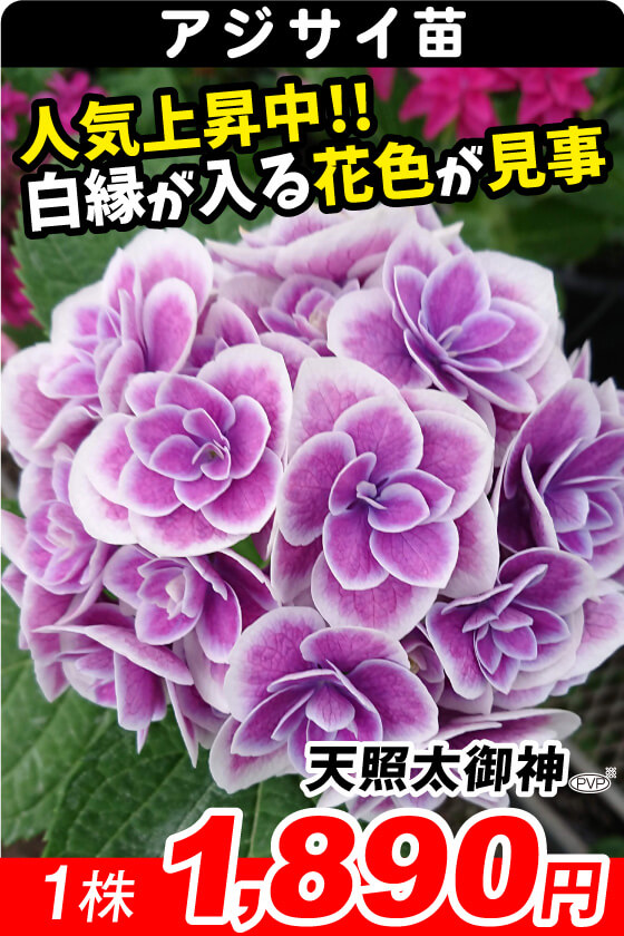 花と緑 国華園 - アジサイ｜Yahoo!ショッピング