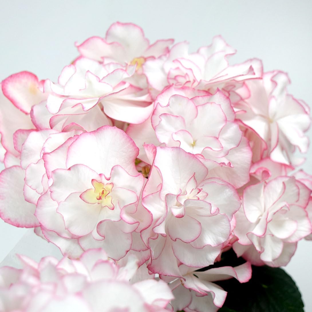 アジサイ 苗 イリス ピンク 品種登録出願中 1株 紫陽花苗 花木苗 国