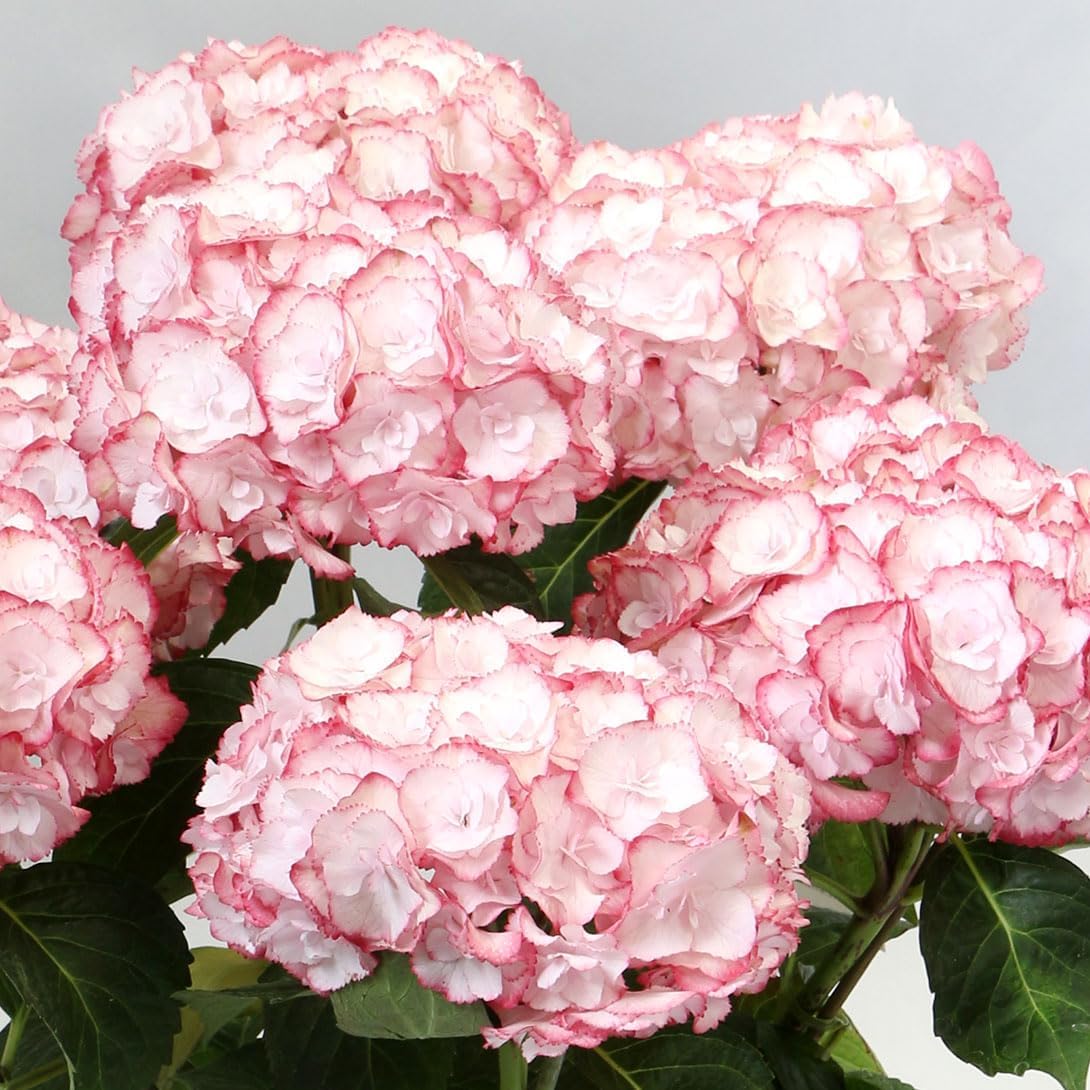 アジサイ 苗 エンジェリカ 品種登録出願中 1株 紫陽花苗 花木苗 国華園