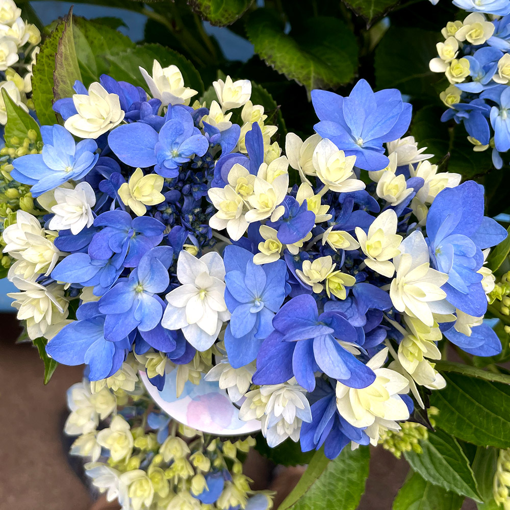 ケース花苗 トルコキキョウ 紫系ミックス (無選別) 24株（1ケース