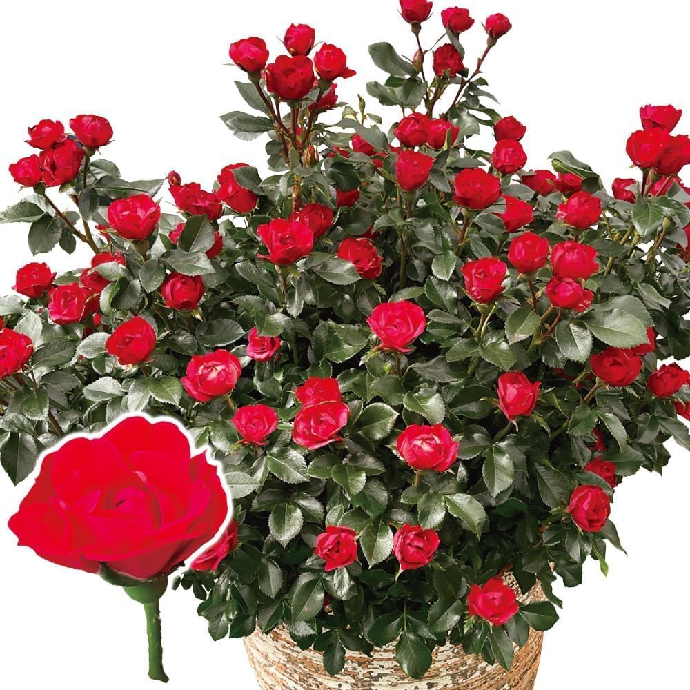 ミニバラ 苗 四季咲き性 ゼプティPVP 1株 ミニ薔薇苗 花木苗 国華園