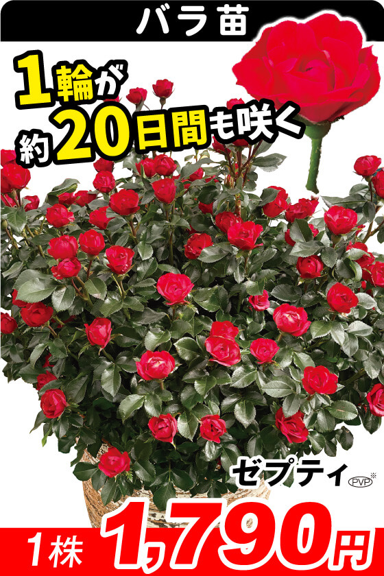 花と緑 国華園 - バラ苗｜Yahoo!ショッピング