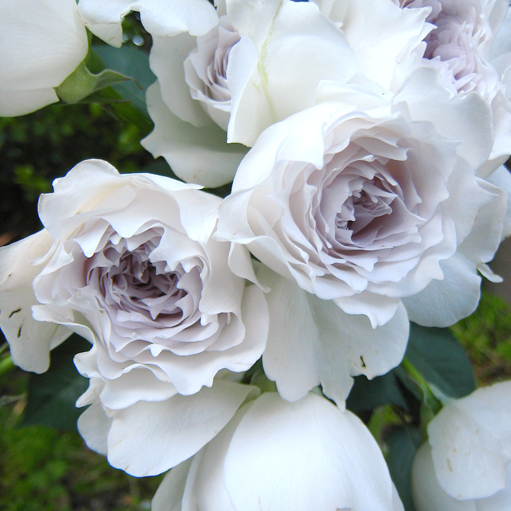 ガブリエル バラ苗」の人気商品一覧 | 安い商品を通販サイトから探す