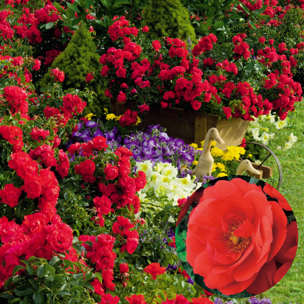 バラ 苗 フラワーカーペットRローズ スカーレットPVP 1株 四季咲き PW