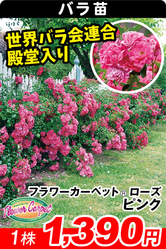花木苗 フラワーカーペットRローズ ピンク