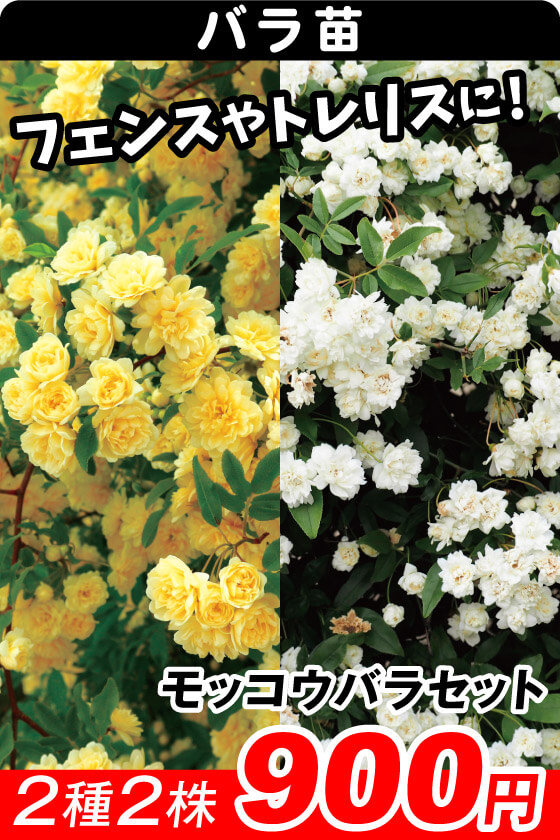 モッコウバラセット