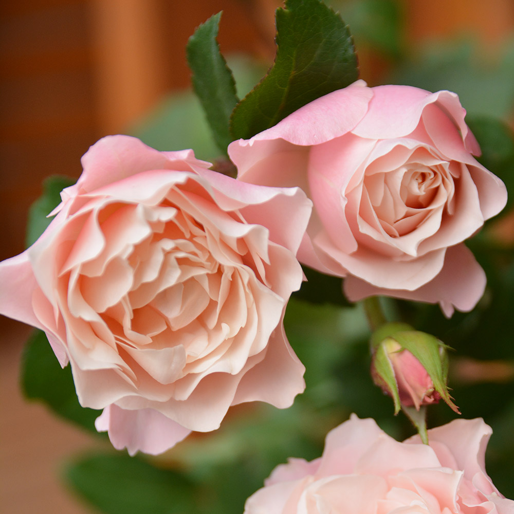 バラ苗 4種セット 国華園 バラ 苗 シュラブ系 ダフネPVP 1株 四季咲き 薔薇苗 花木苗