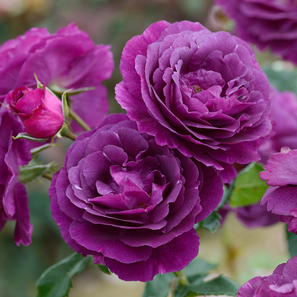 バラ 苗 シュラブ系 ミステリューズPVP 1株 返り咲き 薔薇苗 花木苗 国