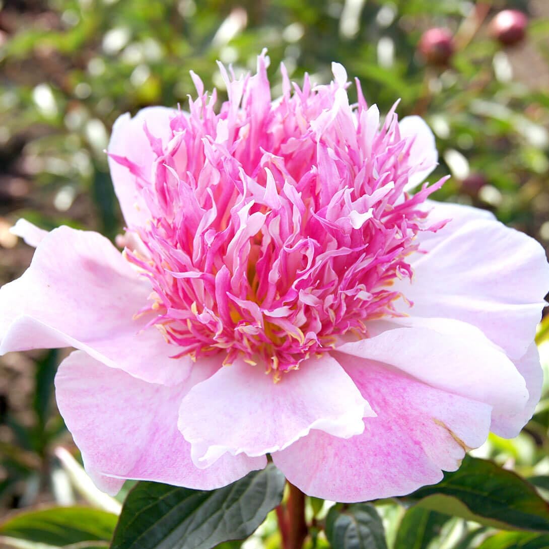 芍薬 シャクヤク苗」の人気商品一覧 | 安い商品を通販サイトから探す