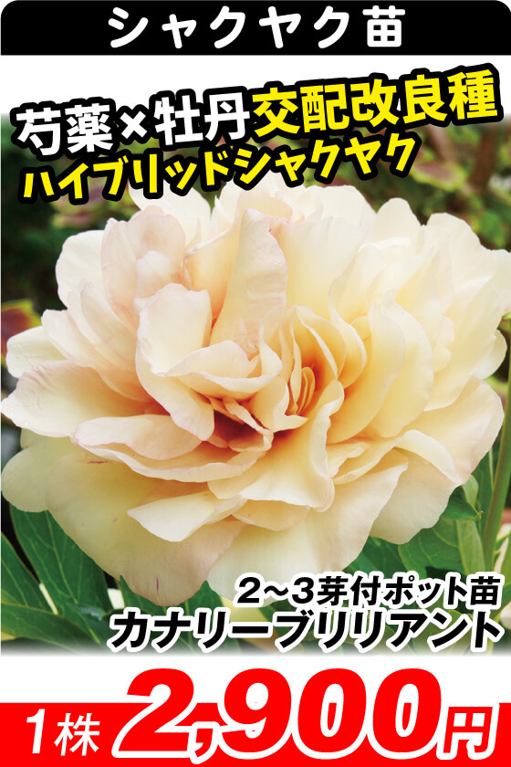 カナリーブリリアント