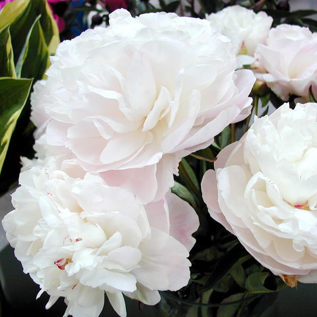 芍薬 苗 マザーズチョイス 2〜3芽付ポット苗 1株 シャクヤク苗 国華園