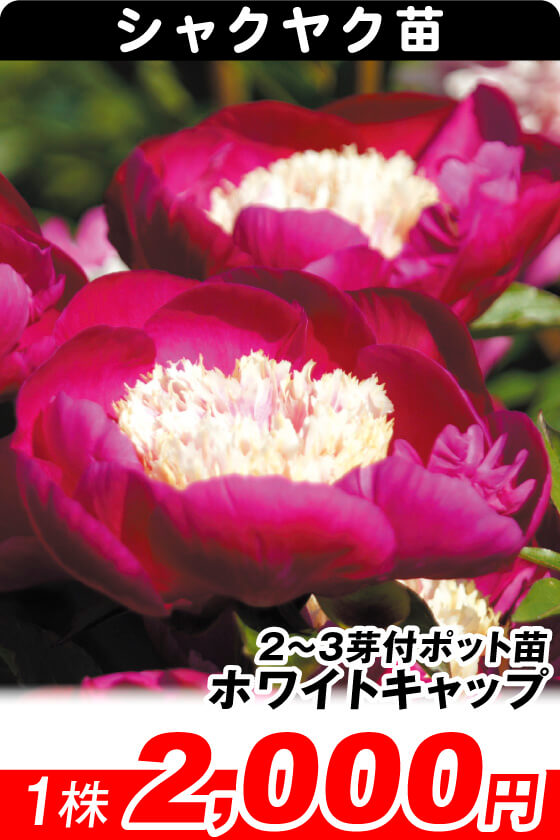 芍薬激安セット