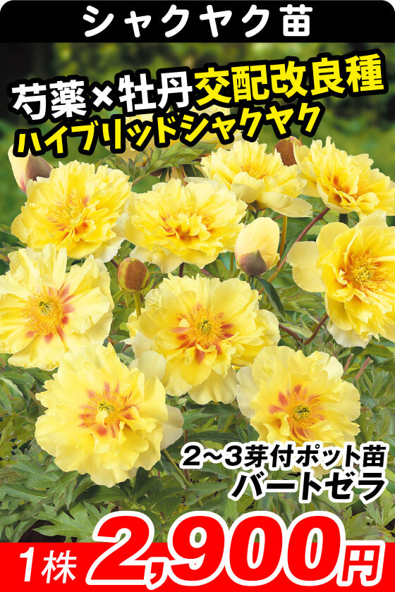 バートゼラ