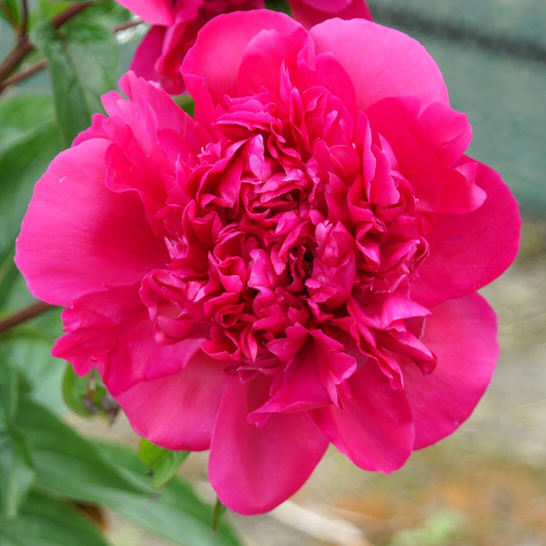 リョウスイ　　芍薬苗 園芸ネット本店｜シャクヤク（芍薬）：ロザリオ7号ポット の通販【公式】