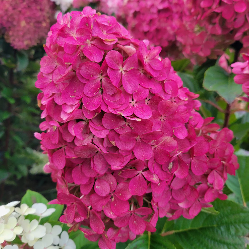 ノリウツギ 苗 朱炎 1株 花木苗 国華園 : 花と緑 国華園 - 通販 ノリウツギ 苗 朱炎 1株 花木苗 国華園 : 花と緑 国華園 - 通販