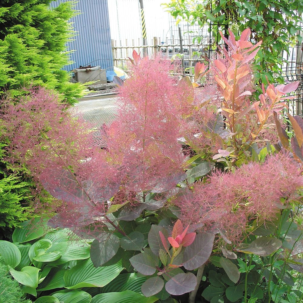 全4点 マロン グリーンボール シトロン グレース スモークツリー 苗 苗木 全4点 マロン グリーンボール シトロン グレース スモークツリー 苗