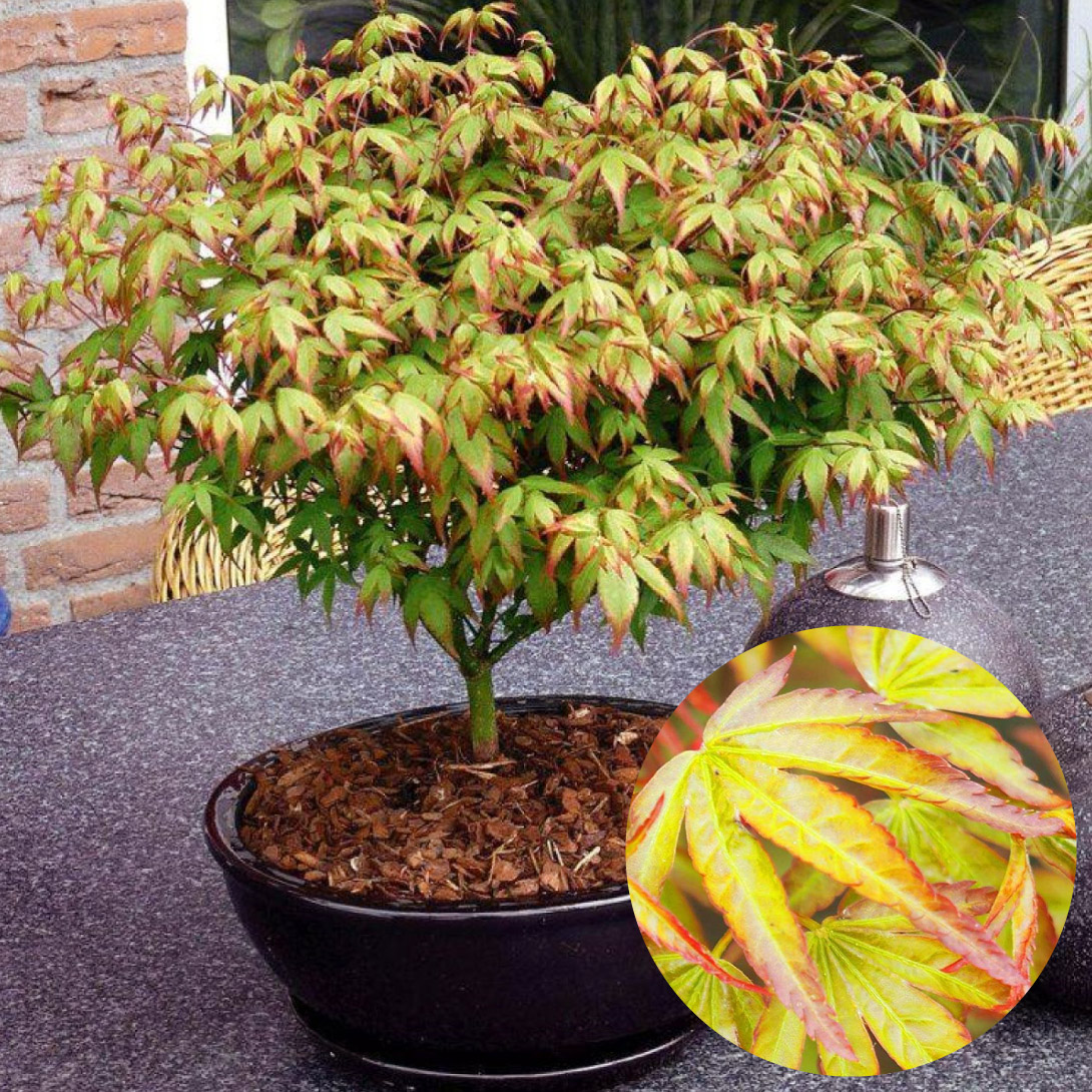 ドウダンツツジ 苗 口紅錦 2株 花木苗 国華園 : 花と緑 国華園 - 通販