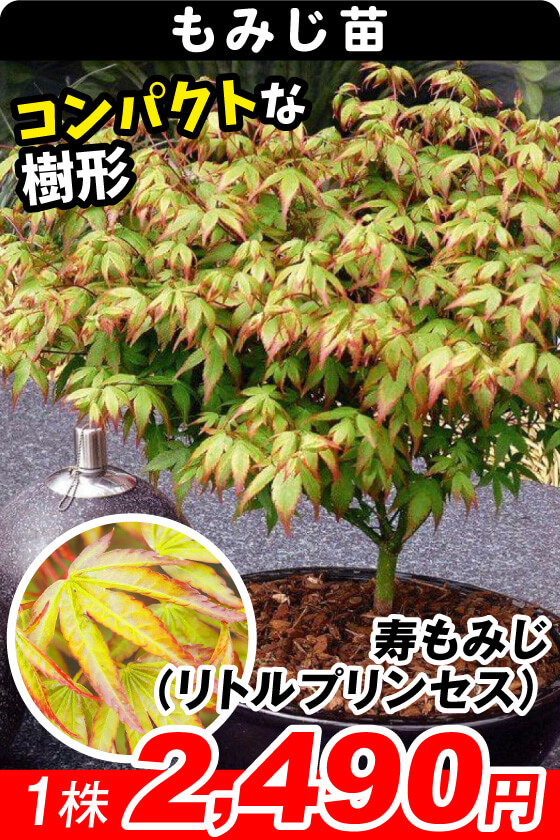 寿もみじ(リトルプリンセス)