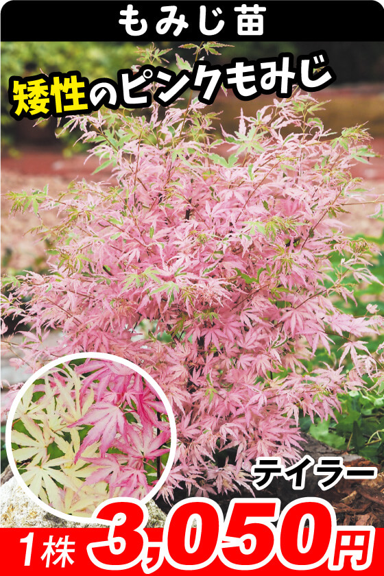 花と緑 国華園 - 植木・庭木｜Yahoo!ショッピング