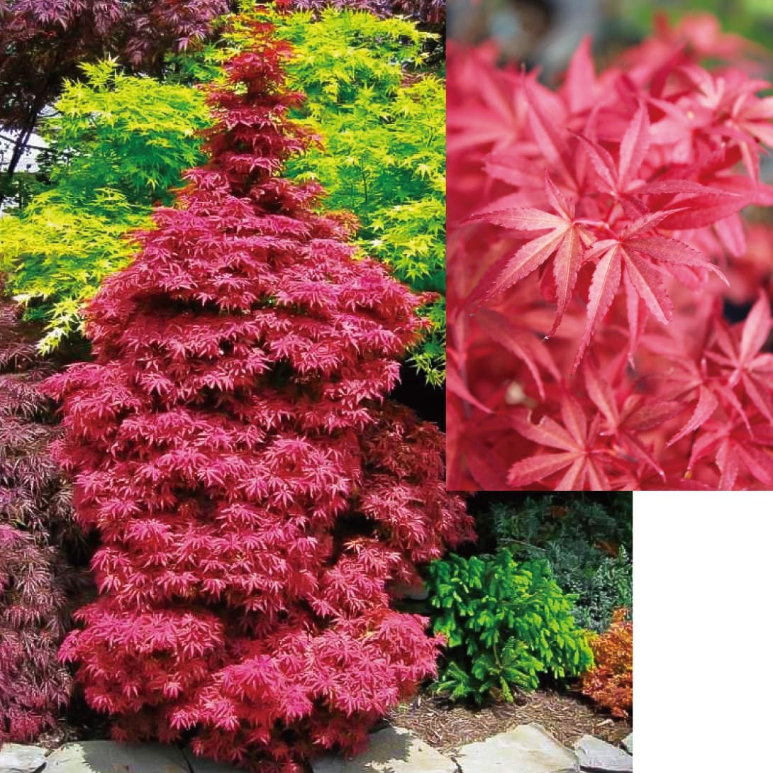 ドウダンツツジ 苗 口紅錦 2株 花木苗 国華園 : 花と緑 国華園 - 通販