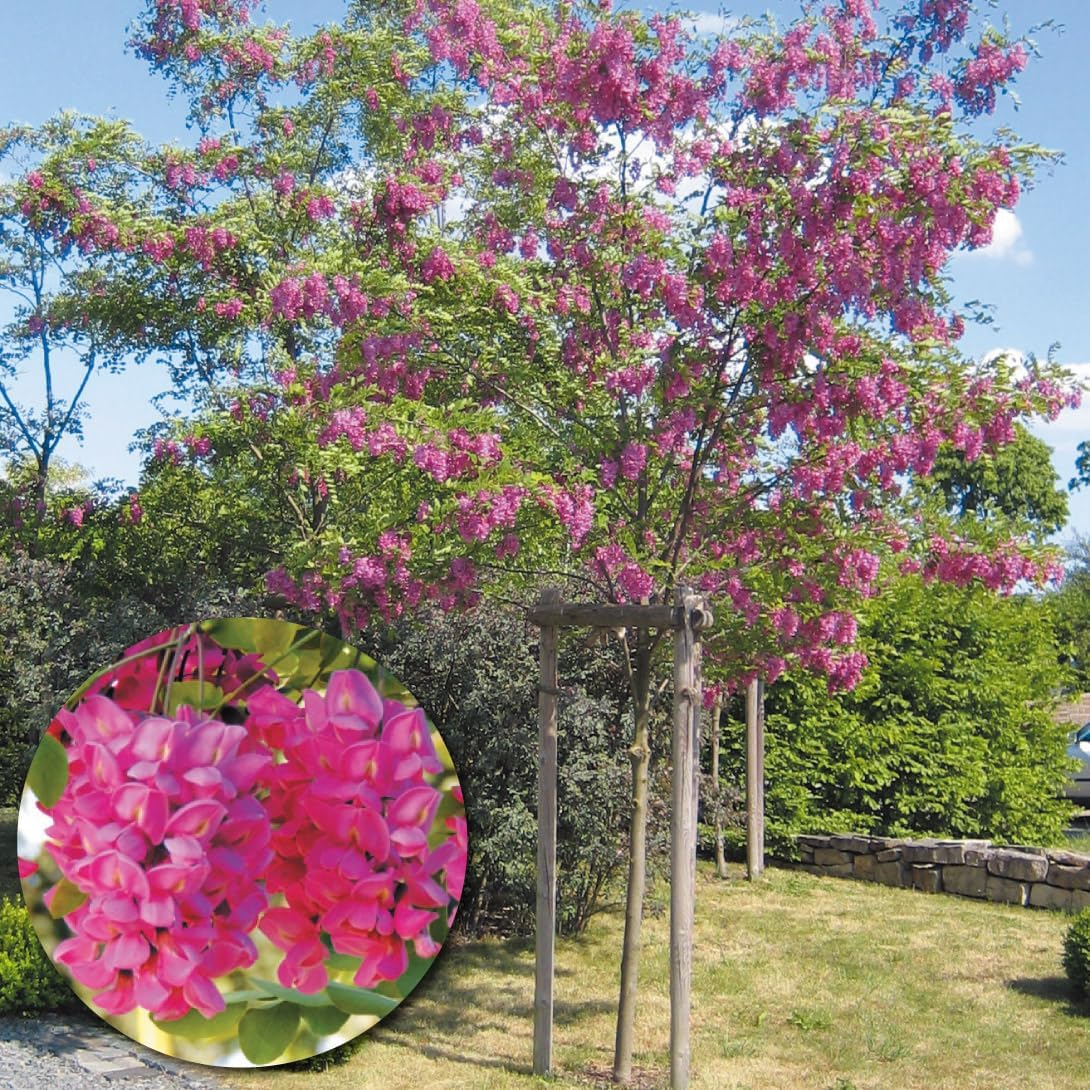 ���r�j�A �c �J�X�P���[�W�� 1�� �Ԗؕc ���؉�