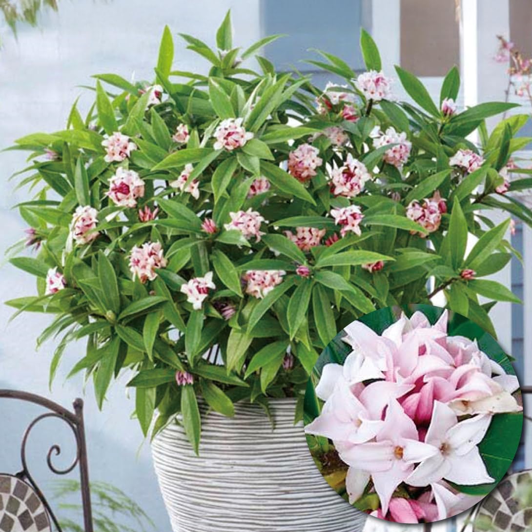 ユーカリ 苗 ポポラス 1株 花木苗 国華園 : 花と緑 国華園 - 通販