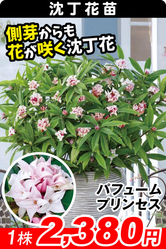 パーフュームプリンセス