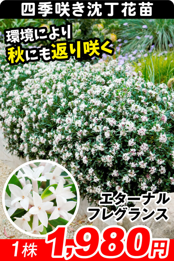エターナルフレグランス