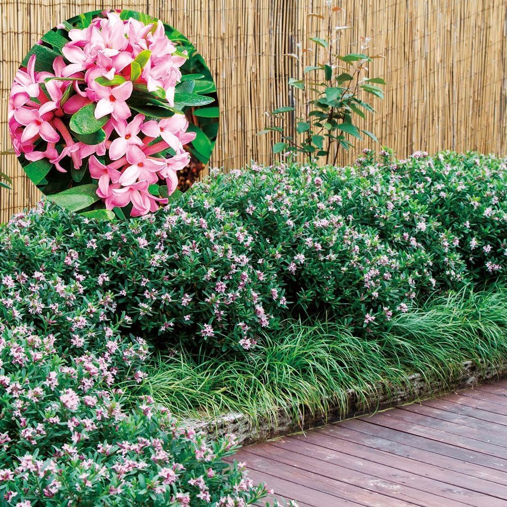 ネコヤナギ 苗 苗木 ピンクパール 2株 / ネコヤナギ苗 ネコヤナギの苗