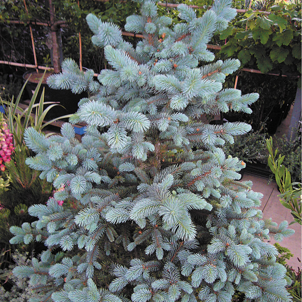 ケース花苗 トルコキキョウ 紫系ミックス (無選別) 24株（1ケース