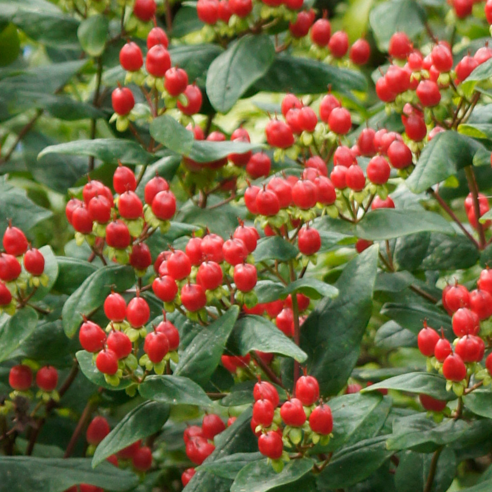 ヒペリカム 苗」の人気商品一覧 | 安い商品を通販サイトから探す