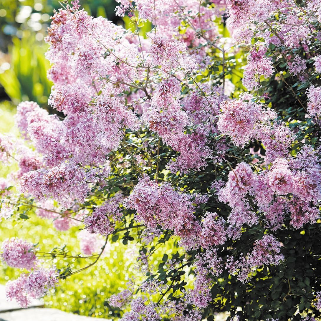 姫ライラック 苗 フラワーフェスティバル ピンク 1株 花木苗 国華園