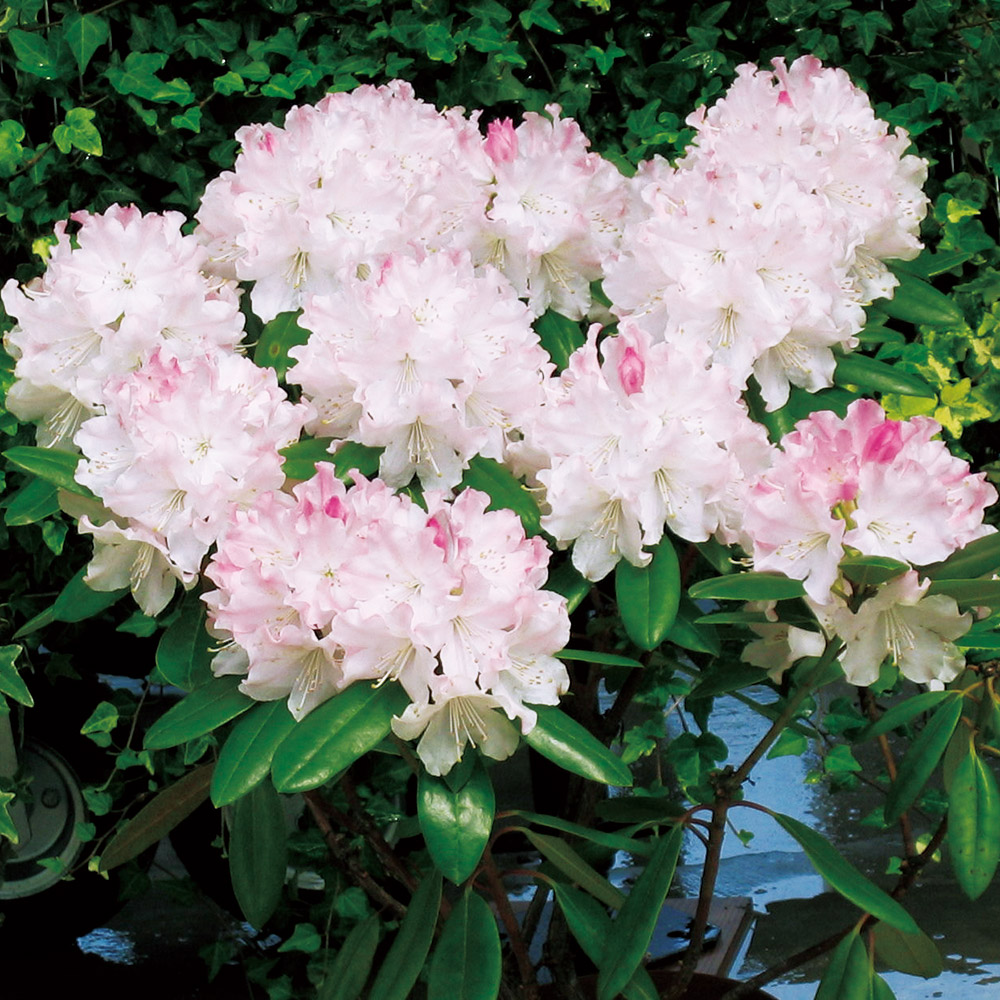 ���m�V���N�i�Q �c �X�[�p�[���[�f�B�[R �E�F�f�B���O�u�[�P 2�� �Ԗؕc ���؉�