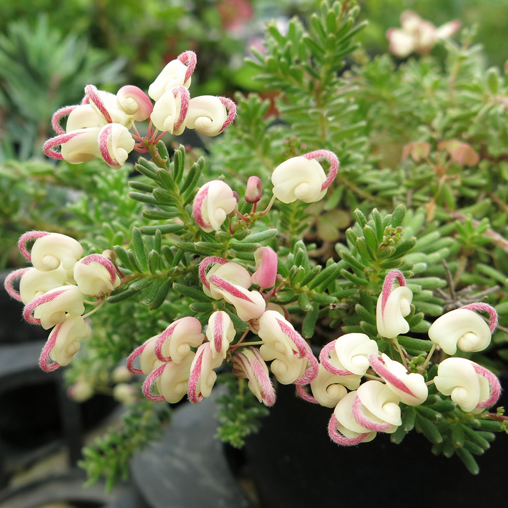 グレビレア 苗 ラニゲラ 1株 花木苗 国華園 : 花と緑 国華園 - 通販