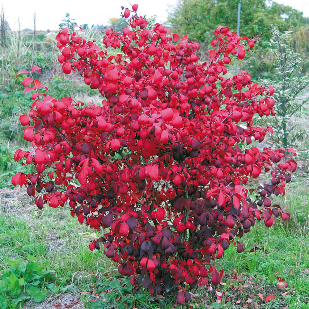 ニシキギ　コンパクタ　【品番3502】 花木苗 ニシキギ コンパクタ 2株 : 花と緑 国華園 - 通販 - Yahoo