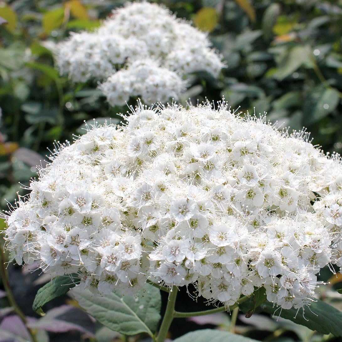国華園 シモツケ 苗 ダブルプレイR ブルーカズー 1株 花木苗 : 花と緑