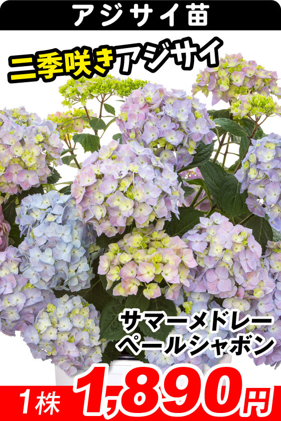 花木苗 サマーメドレー ペールシャボン